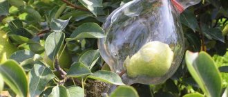 Французский ликер «Плененная груша» готовится именно так - грушу просто выращивают сразу в бутылке.