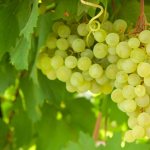 Характеристика винограда сорта Алиготе