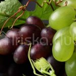 Красный и зеленый виноград на веточке с листьями фото