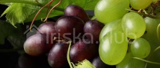 Красный и зеленый виноград на веточке с листьями фото