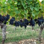 На фото – виноград сорта Мальбек