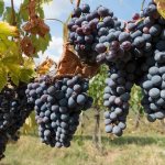 тосканский виноград Санджовезе